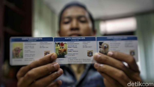 Ini Bentuk KTP Anjing yang Diterbitkan Pemprov DKI