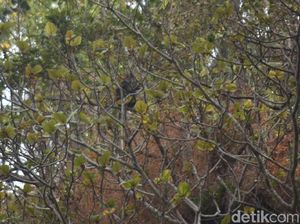 Ratusan Monyet Turun Gunung Merusak Tanaman Warga di Semarang