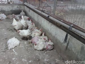 Rumah Potong Ayam di Palembang Belum Miliki Sertifikat Halal dan NKV Rumah Potong Ayam di Palembang Belum Miliki Sertifikat Halal dan NKV