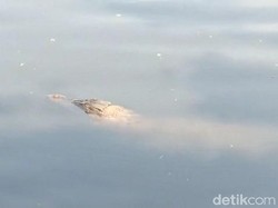Dikira Kayu, Buaya 3 Meter Muncul di Kali Cengkareng