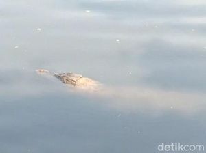 Dikira Kayu, Buaya 3 Meter Muncul di Kali Cengkareng Dikira Kayu, Buaya 3 Meter Muncul di Kali Cengkareng