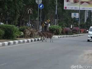 Kawanan Rusa Masuk ke Jalanan Kota Palu