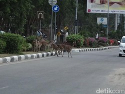 Kawanan Rusa Masuk ke Jalanan Kota Palu