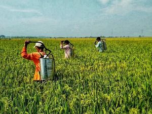 Kesejahteraan Petani Diklaim Meningkat Dibanding Tahun Lalu
