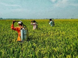 Amankan Produksi Padi, Kementan Latih Petani Kendalikan Hama