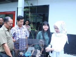 Anak Gubernur Sumsel Serahkan Kukang Seharga Rp 350 Ribu ke BKSDA