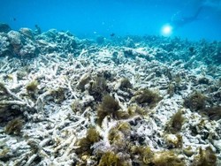 Tak Bisa Ekspor, Pengusaha Karang Hias Rugi Rp 100 Miliar