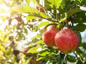 Makanlah Buah Apel Setiap Hari untuk Dapatkan 10 Khasiat Sehat Ini