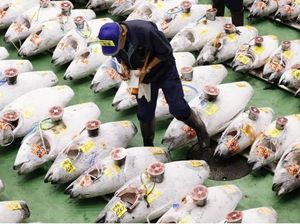 Begini Suasana Lelang Ikan Tuna Pertama di Pasar Tsukiji yang Baru Begini Suasana Lelang Ikan Tuna Pertama di Pasar Tsukiji yang Baru