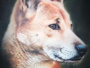 Anjing Mirip Serigala Ditemukan di Dataran Tinggi Papua Anjing Mirip Serigala Ditemukan di Dataran Tinggi Papua