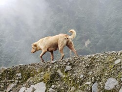 Jangan Bawa Anak-anak ke Pulau Ini, Takut Diserang Anjing Liar