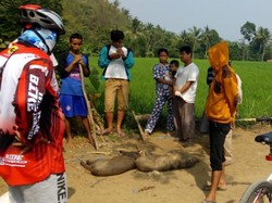 Gerombolan Babi Hutan Ngamuk di Permukiman Warga Sukabumi