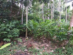 Budidaya Kapulaga di Garut, Kementan Targetkan Bisa Ekspor