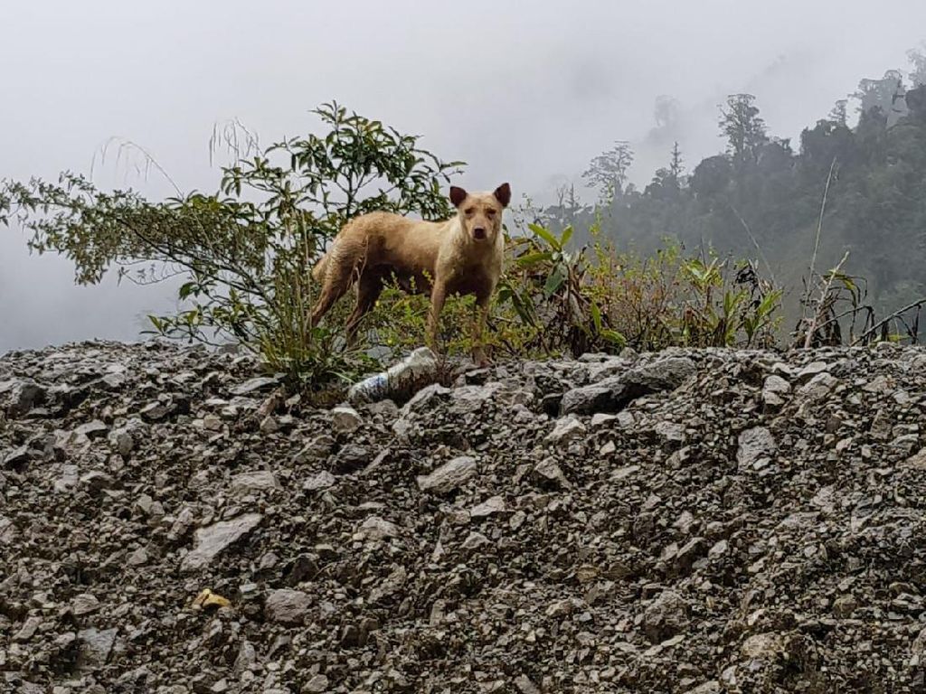 Konflik Bersenjata KKB-TNI Ancam Anjing Bernyanyi Papua yang Langka Konflik Bersenjata KKB-TNI Ancam Anjing Bernyanyi Papua yang Langka