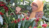 Ini Dua dari 10 Besar The Best Indonesian Coffee