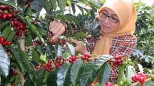 Ini Dua dari 10 Besar The Best Indonesian Coffee