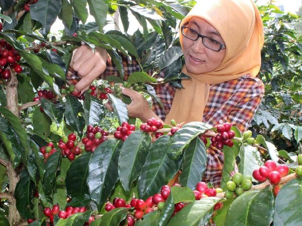Ini Dua dari 10 Besar The Best Indonesian Coffee