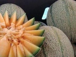 Wabah Listeria dari Buah Melon Australia Dipicu Cuaca
