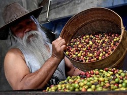 Ditelantarkan Bank, Petani Indonesia Berpaling ke Crowdfunding