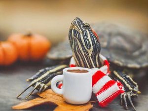 Gemas! Ini Dia Squishy dan Roshy, Kura-kura yang Doyan Makan