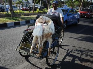 Melihat Beragam Bentuk Becak di Dunia