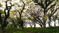 5 Destinasi Indonesia yang Mirip di Serial TV Game of Thrones