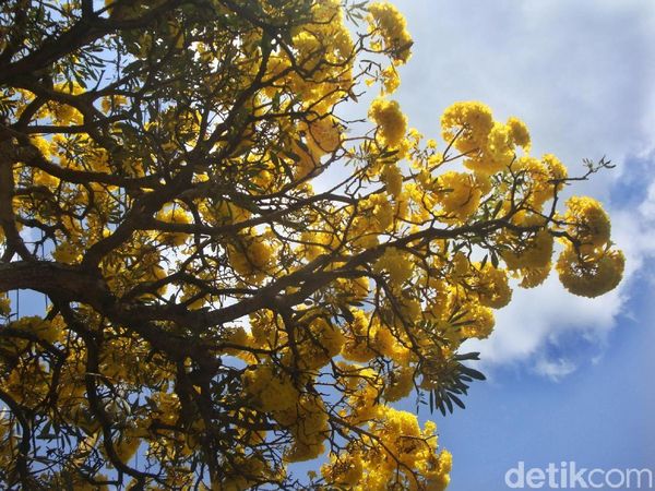 Foto: Bunga Sakura ala Purwokerto, Serasa di Jepang