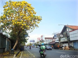 Dibanding Tabebuya, Pemprov DKI Disarankan Tanam Pohon Khas DKI di Cikini