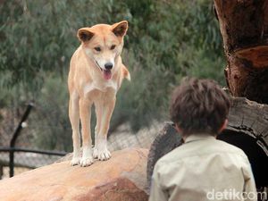 Awas! Main dengan Anjing Dingo Australia Bisa Kena Sanksi Awas! Main dengan Anjing Dingo Australia Bisa Kena Sanksi