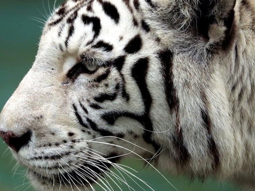 Harimau Putih Tak Jadi Dibunuh Usai Terkam Pawang Hingga Tewas Harimau Putih Tak Jadi Dibunuh Usai Terkam Pawang Hingga Tewas
