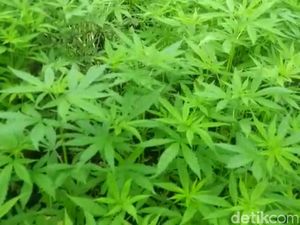 Vonis Petani Aceh Nyambi Kurir 267 Kg Ganja Diperberat Jadi Hukuman Mati! Vonis Petani Aceh Nyambi Kurir 267 Kg Ganja Diperberat Jadi Hukuman Mati!