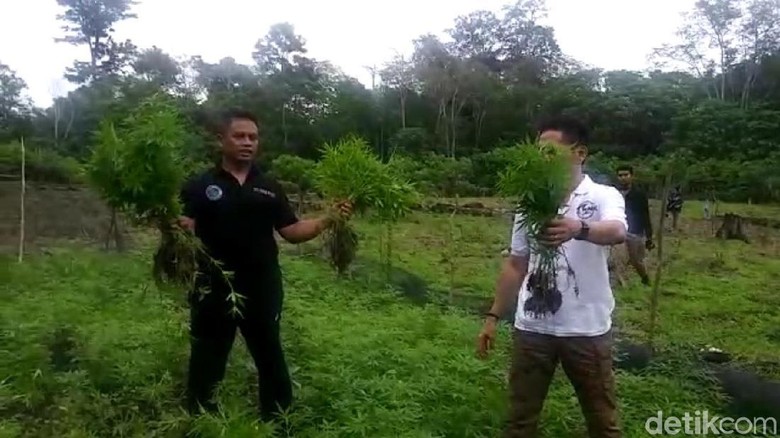 Hari Kedua Operasi, Polisi Babat 3 Hektare Lahan Ganja di Aceh Hari Kedua Operasi, Polisi Babat 3 Hektare Lahan Ganja di Aceh