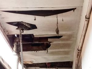 Bikin Kaget! Ular Sanca Nongol di Plafon Rumah Warga Kebayoran Baru