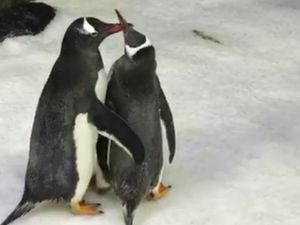 Pasangan Penguin Sesama Jenis di Akuarium Sydney Diberi Telur Adopsi