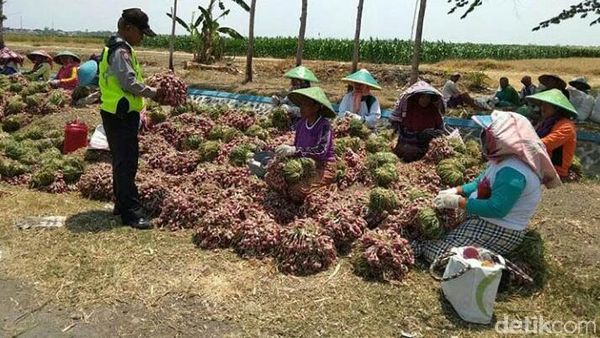 Polisi Borong Bawang Petani di Brebes, Masing-masing 2 Kg