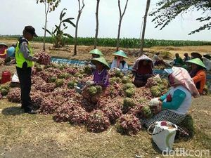 Polisi Borong Bawang Petani di Brebes, Masing-masing 2 Kg Polisi Borong Bawang Petani di Brebes, Masing-masing 2 Kg