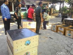170 Ekor Burung Hasil Penyelundupan Dilepasliarkan ke Habitatnya