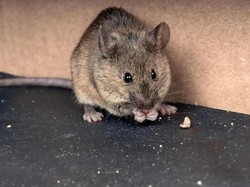 Ketahui Cara Mengusir Tikus Agar Terhindar dari Penyakit Ini