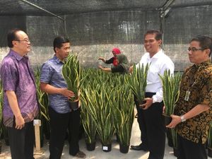 Kementan Dorong Peningkatan Ekspor Tanaman Lidah Mertua