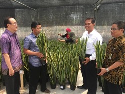 Kementan Dorong Peningkatan Ekspor Tanaman Lidah Mertua