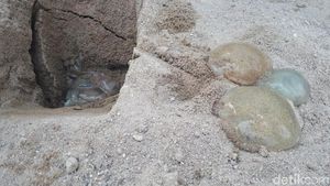 Melihat Wujud Ubur-ubur yang Muncul di Pantai Ancol