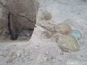 Petugas Berburu Ubur-ubur di Pantai Ancol