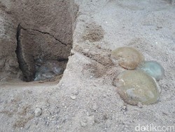 Mengenal Ubur-ubur, Binatang Laut Tak Bertulang