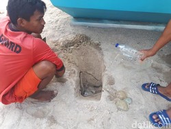 Sudah Sepekan Ubur-ubur Muncul di Ancol, Ini Penampakannya