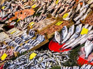 Punya Stok Melimpah, Tingkat Konsumsi Ikan di Cirebon Justru Rendah Punya Stok Melimpah, Tingkat Konsumsi Ikan di Cirebon Justru Rendah