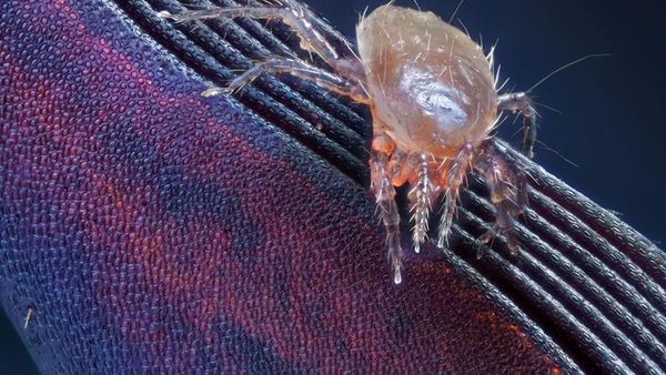 Seperti Pakai Mikroskop, Deretan Foto Mikro Ini Bikin Ngeri