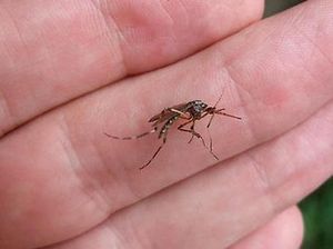 Siapa yang Sering Digigit Nyamuk, Bayi atau Ibu Hamil?