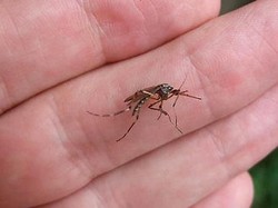 Siapa yang Sering Digigit Nyamuk, Bayi atau Ibu Hamil?