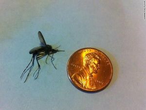 Nyamuk Raksasa Sebesar Koin Bermunculan Usai Badai