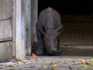 Tingkah Laku Bayi Badak Hitam Ini Bikin Gemas!